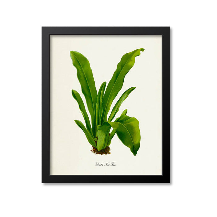Bird's Nest Fern Art Print