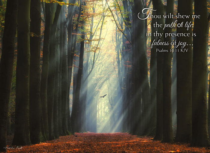 Christian Birthday Cards by Shared Blessings- Rays of Light, Box of 12 Cards