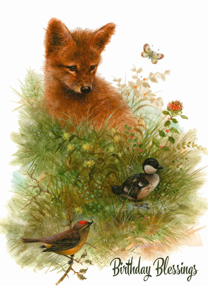Christian Birthday Cards by Shared Blessings-Wee Wildlife, 12 Boxed Greeting Cards
