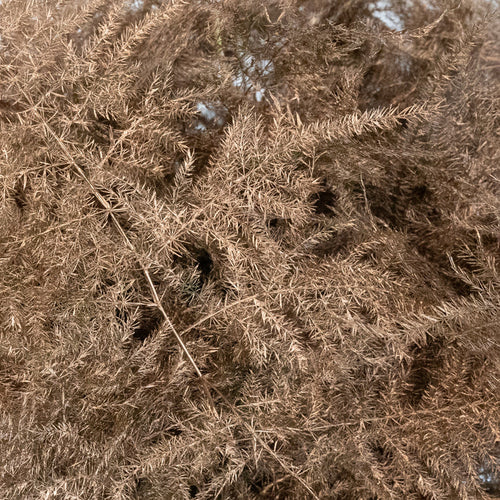 Amber Enhanced Plumosa Fern Greenery Close Up - Image