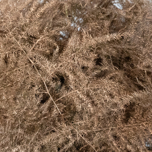 Amber Enhanced Plumosa Fern Greenery Close Up - Image
