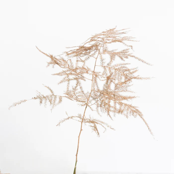 Amber Enhanced Plumosa Fern Greenery Stem - Image