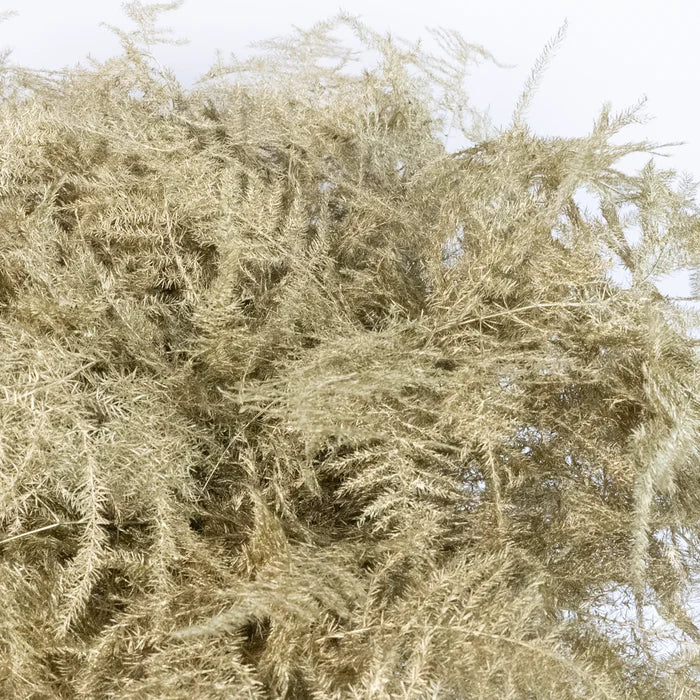 Antique Gold Enhanced Plumosa Fern Greenery Close Up - Image