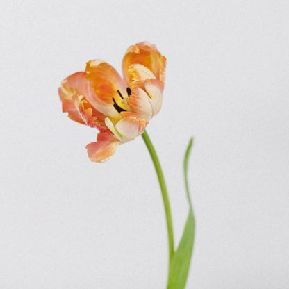 Apricot Parrot Tulip Flower Stem - Image