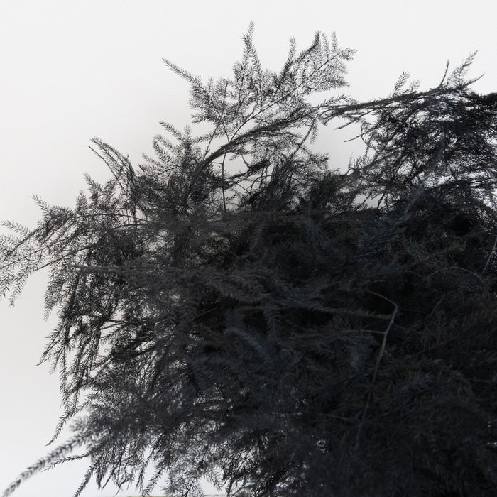 Black Enhanced Plumosa Fern Greenery Close Up - Image