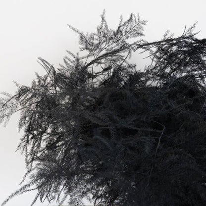 Black Enhanced Plumosa Fern Greenery Close Up - Image