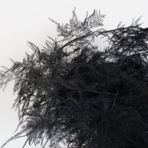 Black Enhanced Plumosa Fern Greenery Close Up - Image