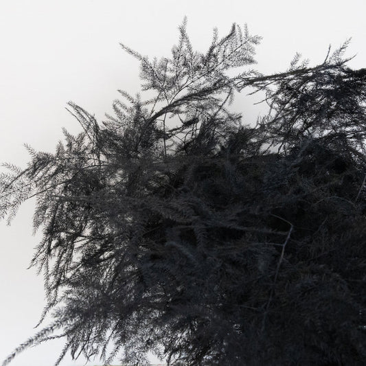Black Enhanced Plumosa Fern Greenery Close Up - Image