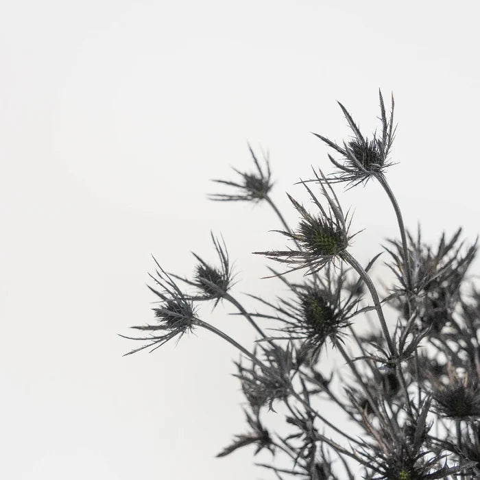 Black Thistle Flowers Close Up - Image