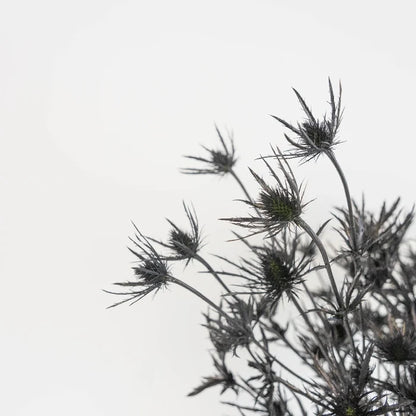 Black Thistle Flowers Close Up - Image