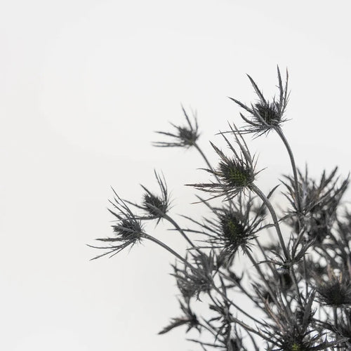 Black Thistle Flowers Close Up - Image