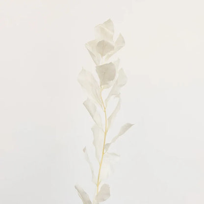 Bleached Dried Ruscus Greenery Stem - Image