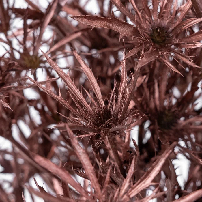 Bronze Rose Gold Thistle Flower Close Up - Image