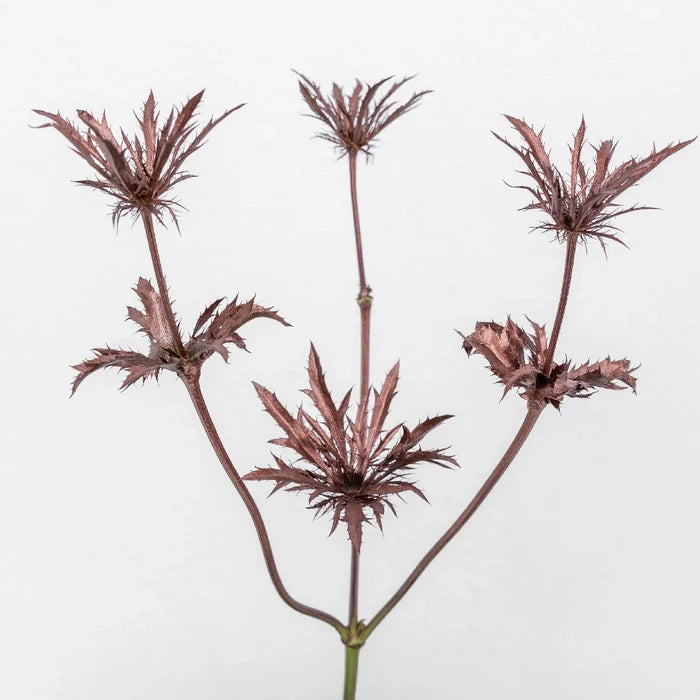 Bronze Rose Gold Tinted Thistle Flower