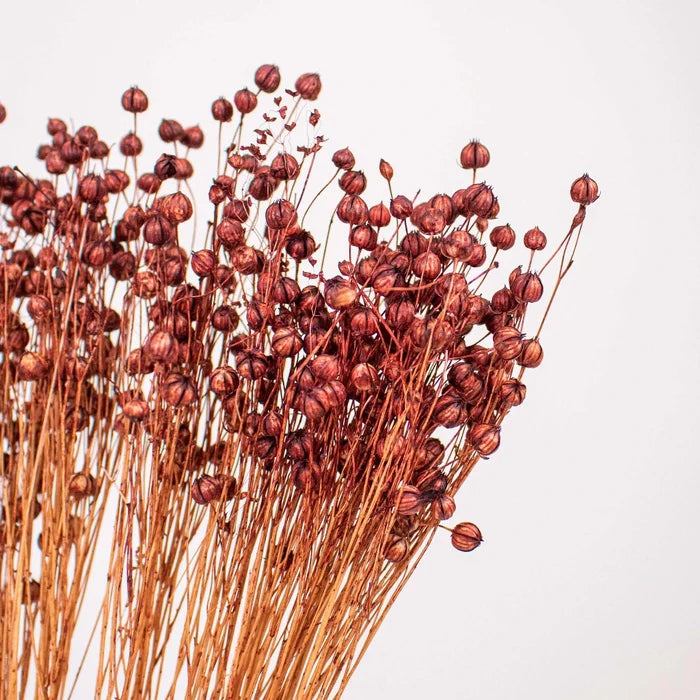 Brown Dried Linum Flower Up Close