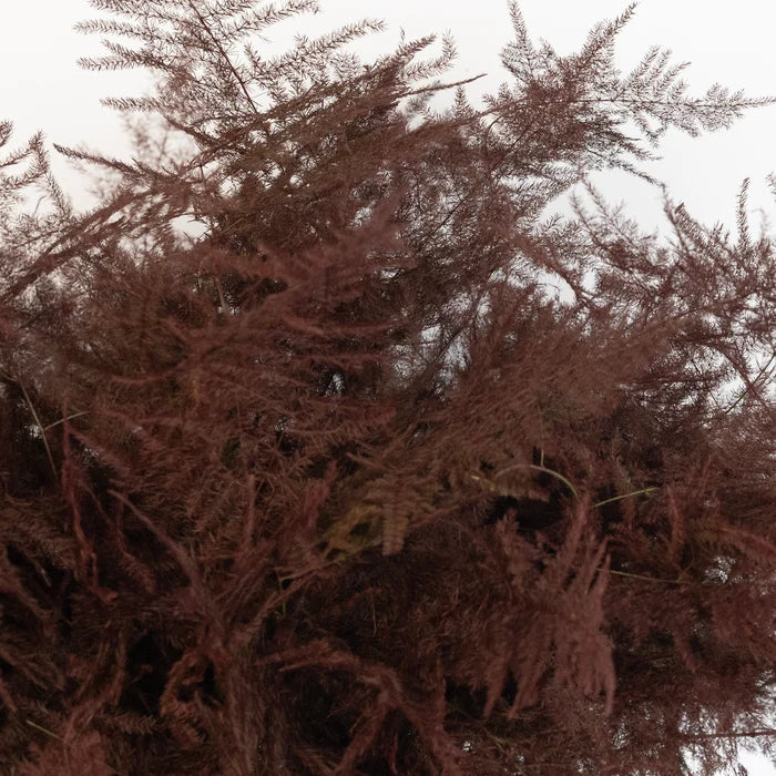 Brown Enhanced Plumosa Fern Greenery Close Up - Image