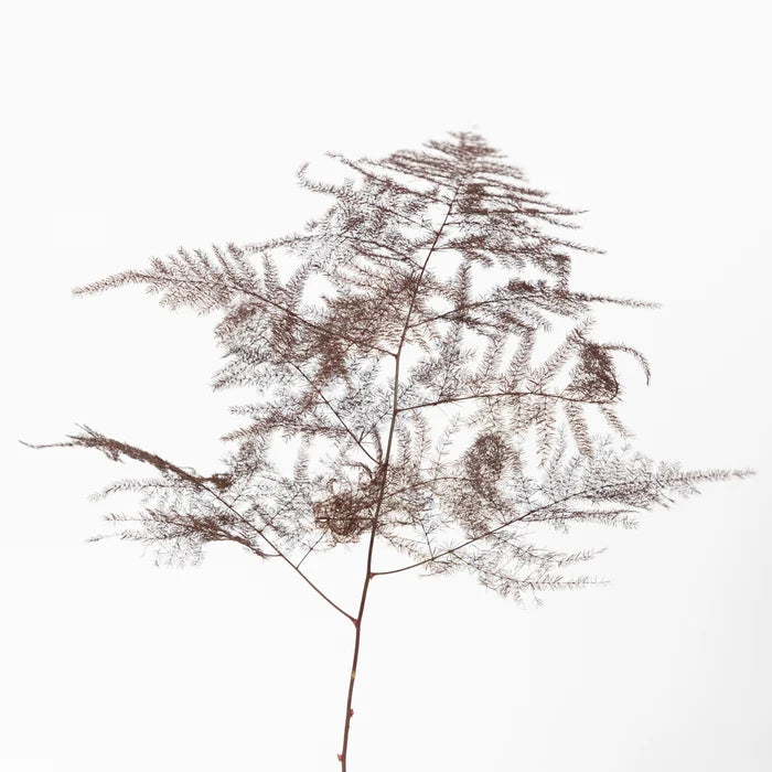 Brown Enhanced Plumosa Fern Greenery Stem - Image