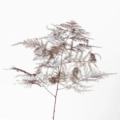 Brown Enhanced Plumosa Fern Greenery Stem - Image