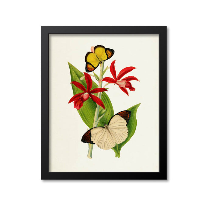 Chinese Butterflies Print