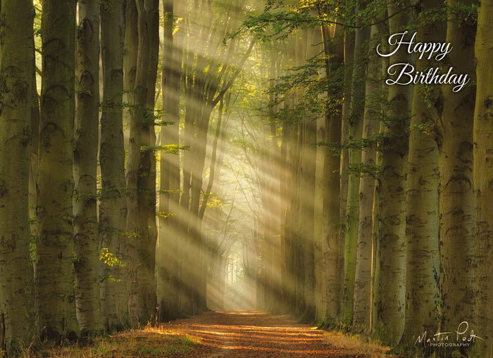 Christian Birthday Cards by Shared Blessings- Rays of Light, Box of 12 Cards