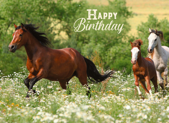 Wild Horse Birthday card "Happy Birthday"