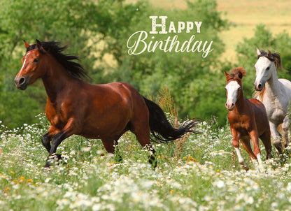 Wild Horse Birthday card "Happy Birthday"