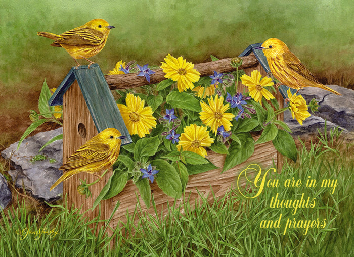 Christian Thinking of You Cards by Shared Blessings, 12 Cards and Envelopes