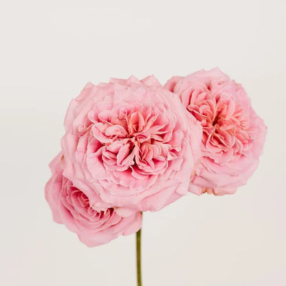 Classic Pink Spray Garden Roses Close Up - Image