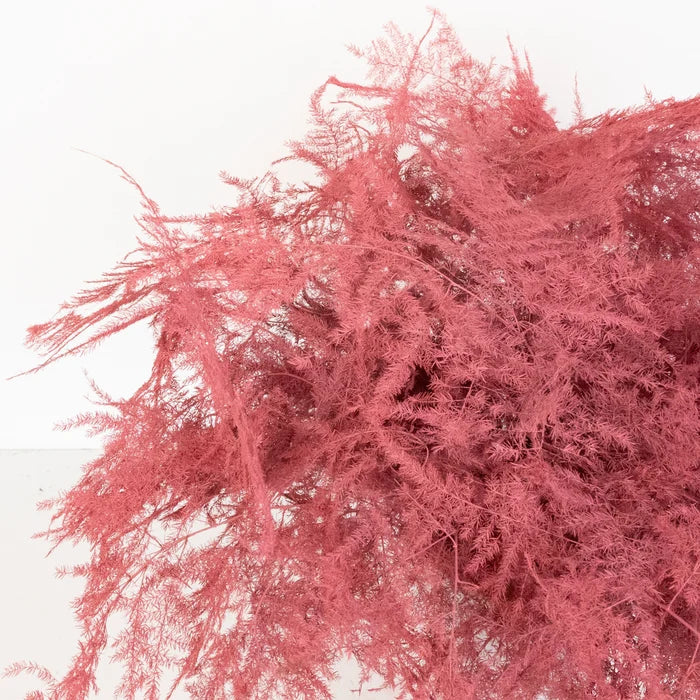Coral Pink Enhanced Plumosa Fern Greenery Close Up - Image