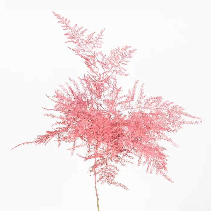 Coral Pink Enhanced Plumosa Fern Greenery Stem - Image