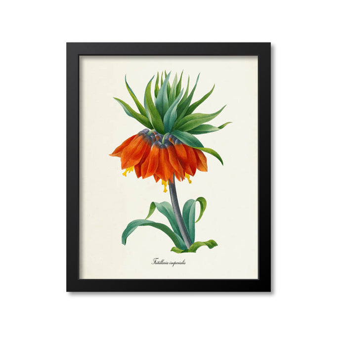 Crown imperial fritillary Flower Art Print