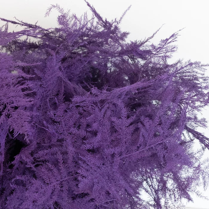 Dark Purple Enhanced Plumosa Fern Greenery Close Up - Image