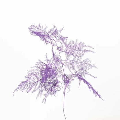 Dark Purple Enhanced Plumosa Fern Greenery Stem - Image