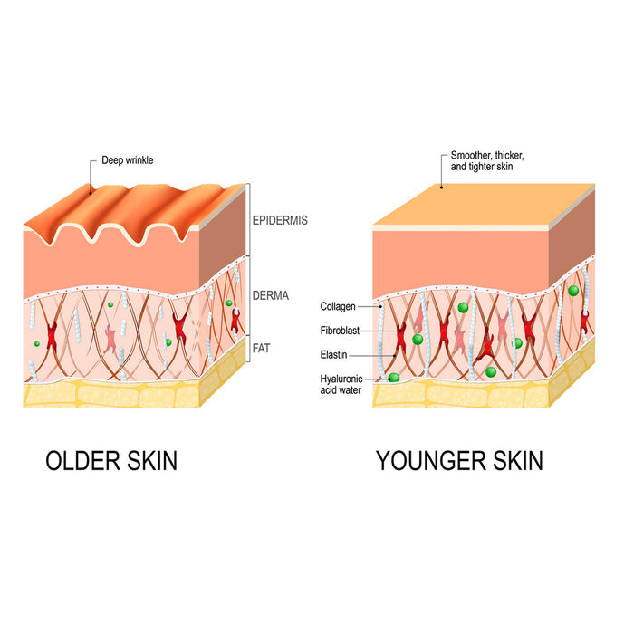 EELHOE Anti-Aging Serum Fine Lifting And Firming EELHOE COSMETICS