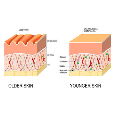 EELHOE Anti-Aging Serum Fine Lifting And Firming EELHOE COSMETICS