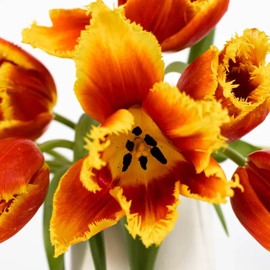 Flaming Red Frill Tulip Close Up - Image