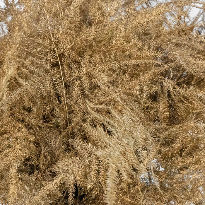 Gold Enhanced Plumosa Fern Greenery Close Up - Image
