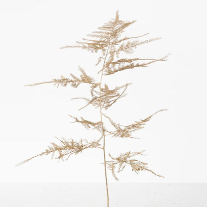 Gold Enhanced Plumosa Fern Greenery Stem - Image