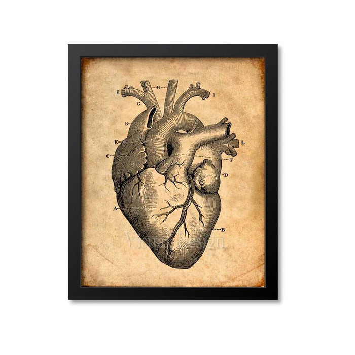 Heart Anatomy Print