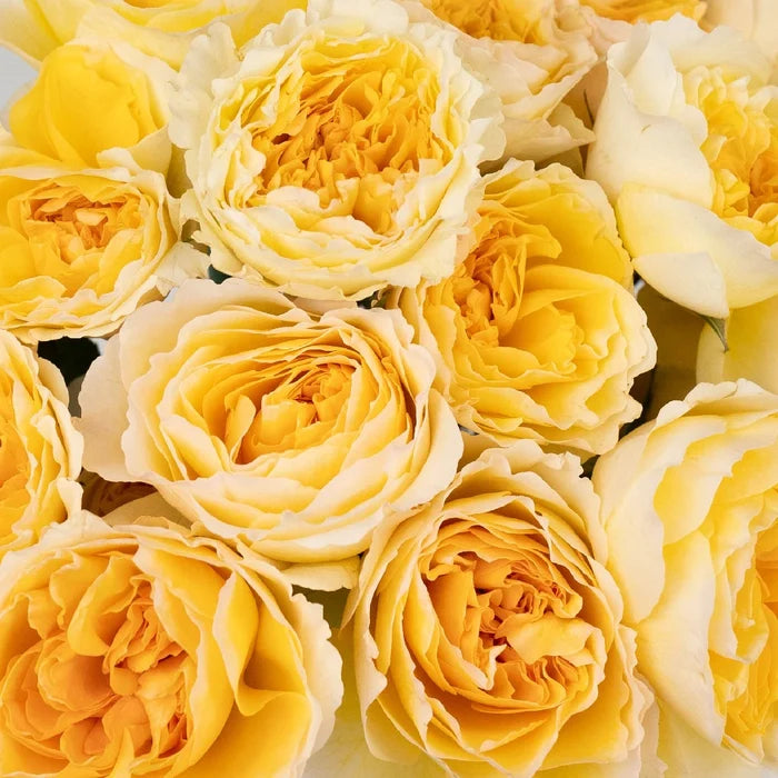 Honeybee David Austin Beatrice Garden Rose Close Up - Image