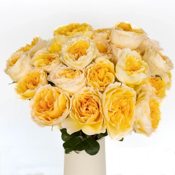 Honeybee David Austin Beatrice Garden Rose Vase - Image