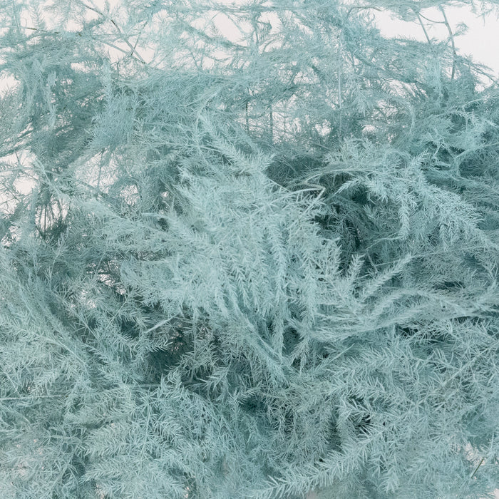 Baby Blue Enhanced Plumosa Fern Greenery Close Up - Image