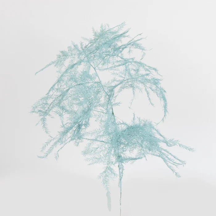 Baby Blue Enhanced Plumosa Fern Greenery Stem - Image