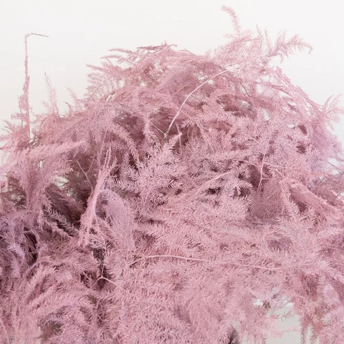 Light Pink Enhanced Plumosa Fern Greenery Close Up - Image