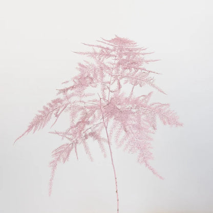 Light Pink Enhanced Plumosa Fern Greenery Stem - Image