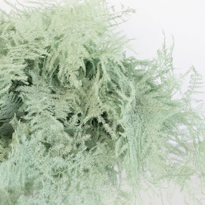 Mint Green Enhanced Plumosa Fern Greenery Close Up - Image