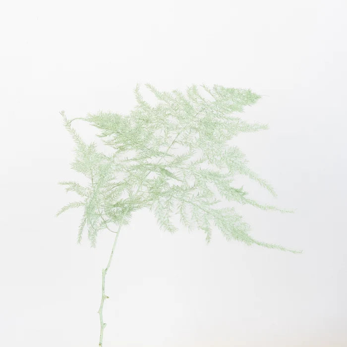 Mint Green Enhanced Plumosa Fern Greenery Stem - Image