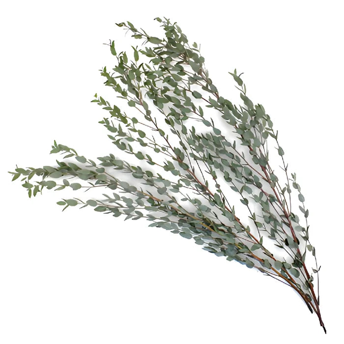 Moon Lagoon Eucalyptus Wholesale Greenery Stem
