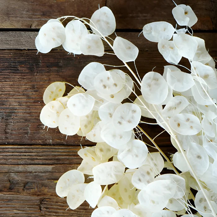 Natural Dried Lunaria
