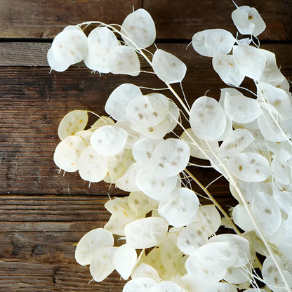 Natural Dried Lunaria
